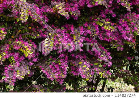 Winter hazel flowers blooming in the garden hedge 114827274