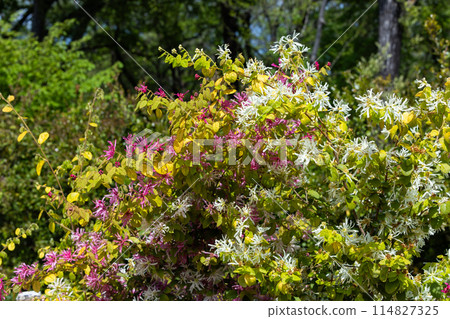 白色的金縷梅花，開出許多白色的花。 114827325