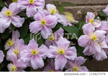 花園裡美麗的粉紅色蒙大拿鐵線蓮梅琳 114827374