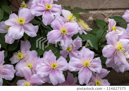花園裡美麗的粉紅色蒙大拿鐵線蓮梅琳 114827375