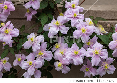 Beautiful pink Montana Clematis meyline in the garden Beautiful pink Montana Clematis meyline in the garden 114827389