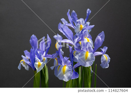 Dutch iris flowers blooming beautifully against a black background Dutch iris flowers blooming beautifully against a black background 114827604