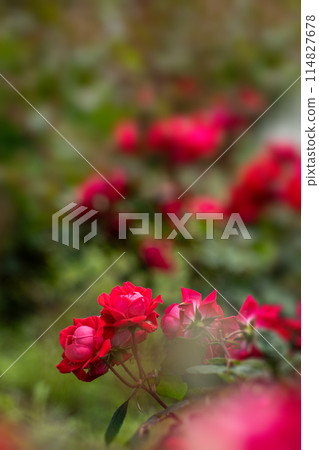 五月玫瑰，紅雙淘汰賽 114827678