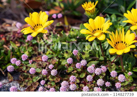 Beautiful Gazania and Day Gazania flowers blooming vibrantly in the garden Beautiful Gazania and Day Gazania flowers blooming vibrantly in the garden 114827739