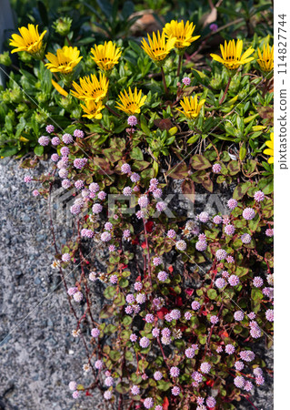 Beautiful Gazania and Day Gazania flowers blooming vibrantly in the garden 114827744