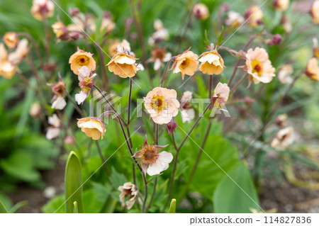 花園裡金麥泰花整齊地盛開 花園裡金麥泰花整齊地盛開 114827836