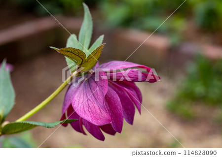 Purple Christmas rose blooming in early spring garden Purple Christmas rose blooming in early spring garden 114828090