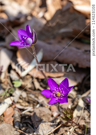 Hepatica nobilis flowers blooming quietly in the early spring forest 114828108