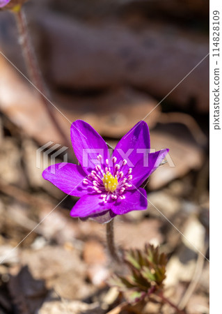 早春的西方花在森林裡靜靜地綻放 早春的西方花在森林裡靜靜地綻放 114828109