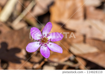早春的西方花在森林裡靜靜地綻放 114828110