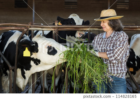 Adult female farmer working on dairy farm, feeding cows 114828165