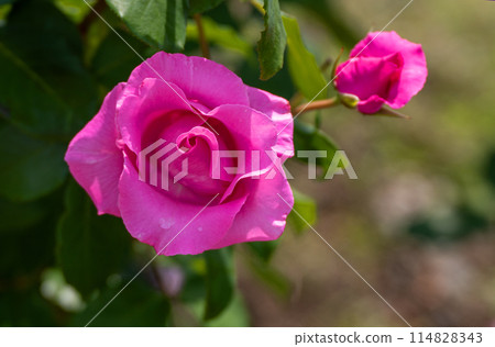 May Rose, The McCartney Rose May Rose, The McCartney Rose 114828343