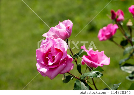 May Rose, The McCartney Rose 114828345