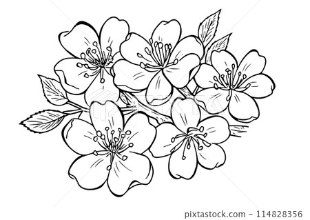 Sakura flower hand drawn ink sketch. Engraved style vector illustration. 114828356