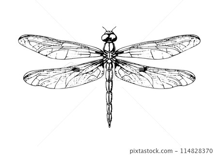 Dragonfly hand drawn ink sketch. Engraved style vector illustration. 114828370