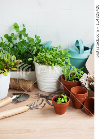 Indoor Herb Garden Kit With Fresh Green Plants and Gardening Tools 114828420