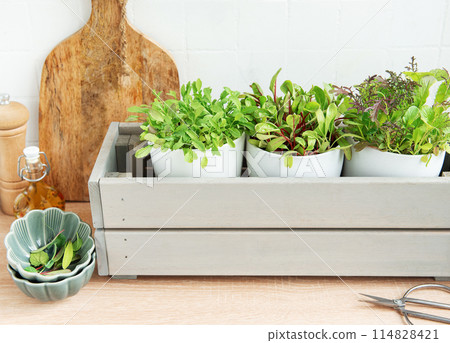 Fresh Herbs Grown in White Pots Inside a Gray Wooden Box in a Kitchen Setting Fresh Herbs Grown in White Pots Inside a Gray Wooden Box in a Kitchen Setting 114828421