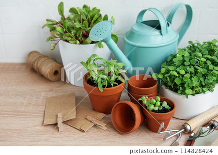 Indoor Herb Garden Kit With Fresh Green Plants Indoor Herb Garden Kit With Fresh Green Plants 114828424