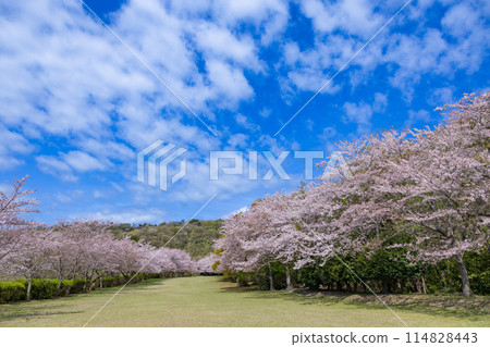 Cherry blossoms on the cross-country course in the Izu Inatori highlands 114828443