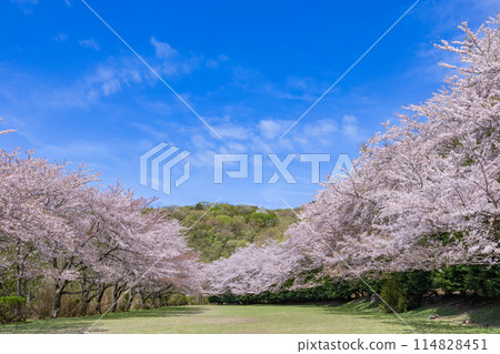 伊豆稻取高原越野賽道上的櫻花 114828451