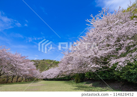 伊豆稻取高原越野賽道上的櫻花 114828452