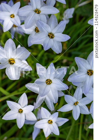 Beautiful blooming lily of the valley flowers in the spring garden 114828479