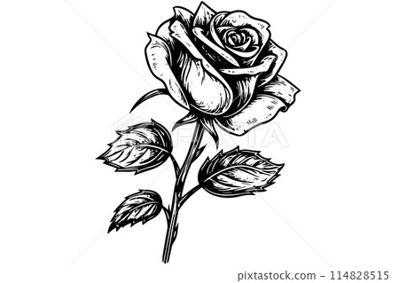 Vintage Woodcut Rose: Engraved Floral Vector Illustration with Boho Charm. 114828515