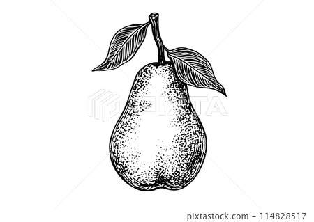 Vintage Pear Illustration: Hand-Drawn Vector Sketch of Pyrus Fruit in Engraved Style. 114828517
