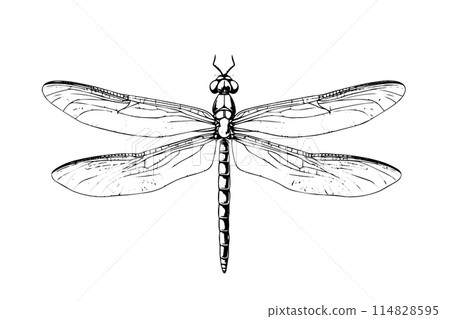 Dragonfly hand drawn ink sketch. Engraved style vector illustration. Dragonfly hand drawn ink sketch. Engraved style vector illustration. 114828595