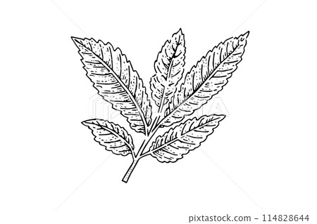 Vintage Mint Leaf Sketch: Hand-Drawn Vector Illustration of Fresh Herb. 114828644