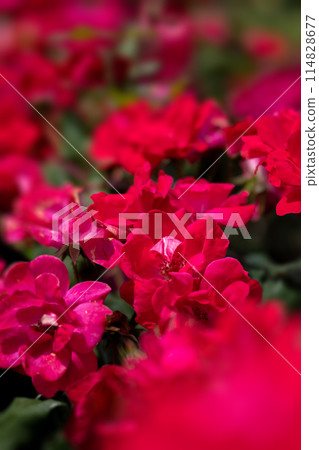 五月明媚的玫瑰園 五月明媚的玫瑰園 114828677