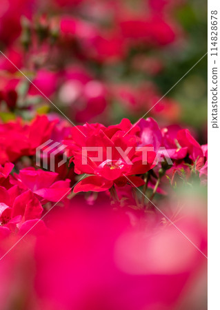 五月明媚的玫瑰園 五月明媚的玫瑰園 114828678