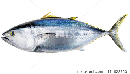 Kuroshio Bullet - A beautiful plump and plump bluefin tuna, realistic cut-out illustration on a white background 114828730