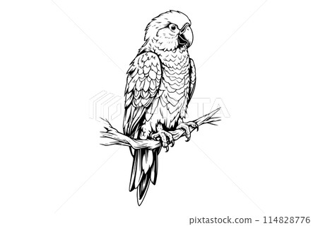 Parrot sitting on a branch hand drawn ink sketch. Engraved style vector illustration. 114828776