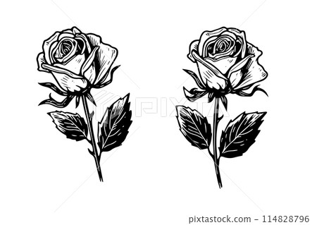 Set of rose flower hand drawn ink sketch. Engraving style vector illustration. 114828796