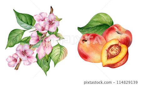 Watercolor set with peaches composition and blossom branch isolated on white. Hand drawn nectarine and blooming tree branch illustration. Flower and leaves of fruit tree painted. For packaging Watercolor set with peaches composition and blossom branch isolated on white. Hand drawn nectarine and blooming tree branch illustration. Flower and leaves of fruit tree painted. For packaging 114829139