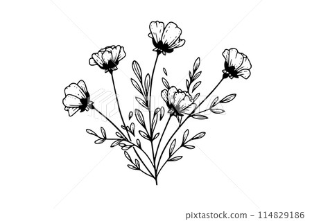 Hand drawn ink sketch of meadow wild flower. Engraved style vector illustration. 114829186