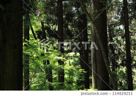 烏甘溪森林,光明與心靈的隱密之地 烏甘溪森林,光明與心靈的隱密之地 114829251