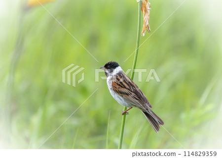 A reed warbler in early summer in Hokkaido in July. A reed warbler in early summer in Hokkaido in July. 114829359