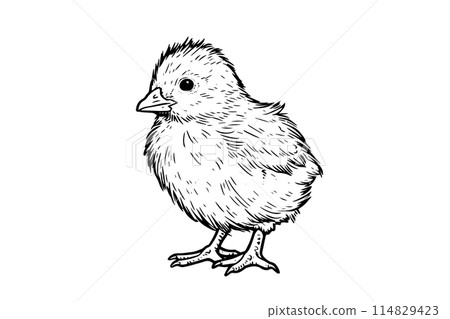 Cute little chicken hand drawn ink sketch. Engraved style retro vector illustration. 114829423