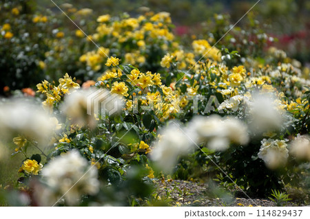 Pastel-colored rose garden 114829437