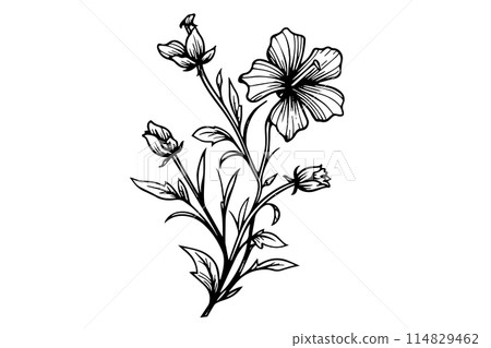 Wild flower hand drawn ink sketch. Engraved retro style vector illustration. Wild flower hand drawn ink sketch. Engraved retro style vector illustration. 114829462