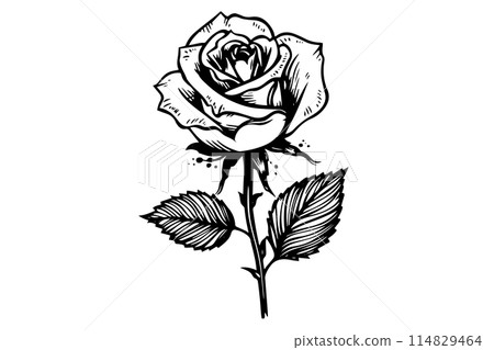 Rose flower hand drawn ink sketch. Engraving style vector illustration. Rose flower hand drawn ink sketch. Engraving style vector illustration. 114829464