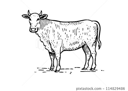 Vintage Cow Vector Illustration: Engraved Sketch of Beef Farming Ink Logotype. 114829486