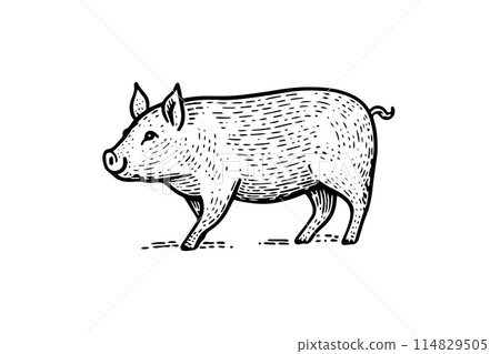 Vintage Pig Vector Sketch: Hand-Drawn Illustration of Farm Animal. Vintage Pig Vector Sketch: Hand-Drawn Illustration of Farm Animal. 114829505