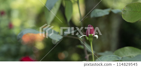 Rose bud Rose bud 114829545