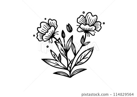 Hand drawn ink sketch of meadow wild flower. Engraved style vector illustration. 114829564