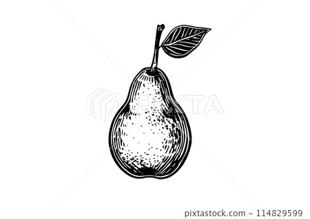 Vintage Pear Illustration: Hand-Drawn Vector Sketch of Pyrus Fruit in Engraved Style. Vintage Pear Illustration: Hand-Drawn Vector Sketch of Pyrus Fruit in Engraved Style. 114829599