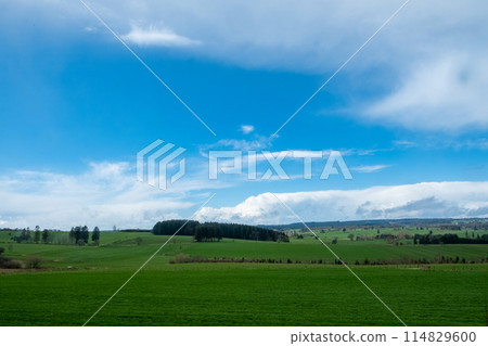Verdant green field under blue sky with fluffy clouds in background Verdant green field under blue sky with fluffy clouds in background 114829600