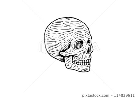 Vintage Human Skull Vector: Engraved Anatomy Illustration. Logo Simple Icon. 114829611